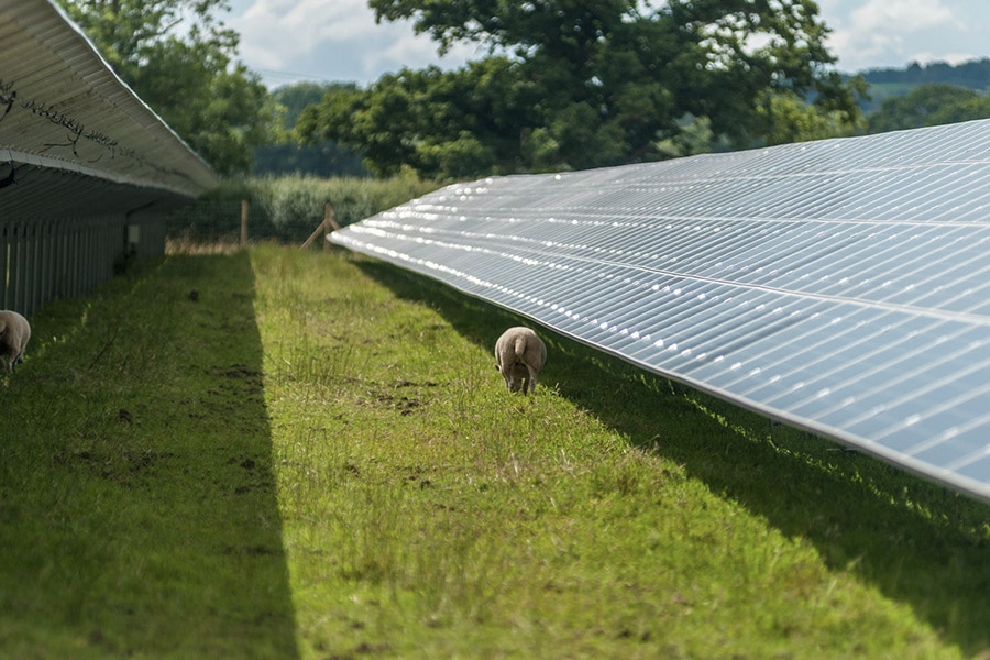 Sheep grazing between rows of solar panels